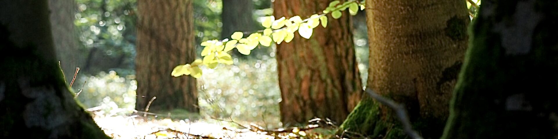 Yoga Wochenende im Grünen