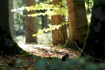 Yoga Wochenende im Grünen